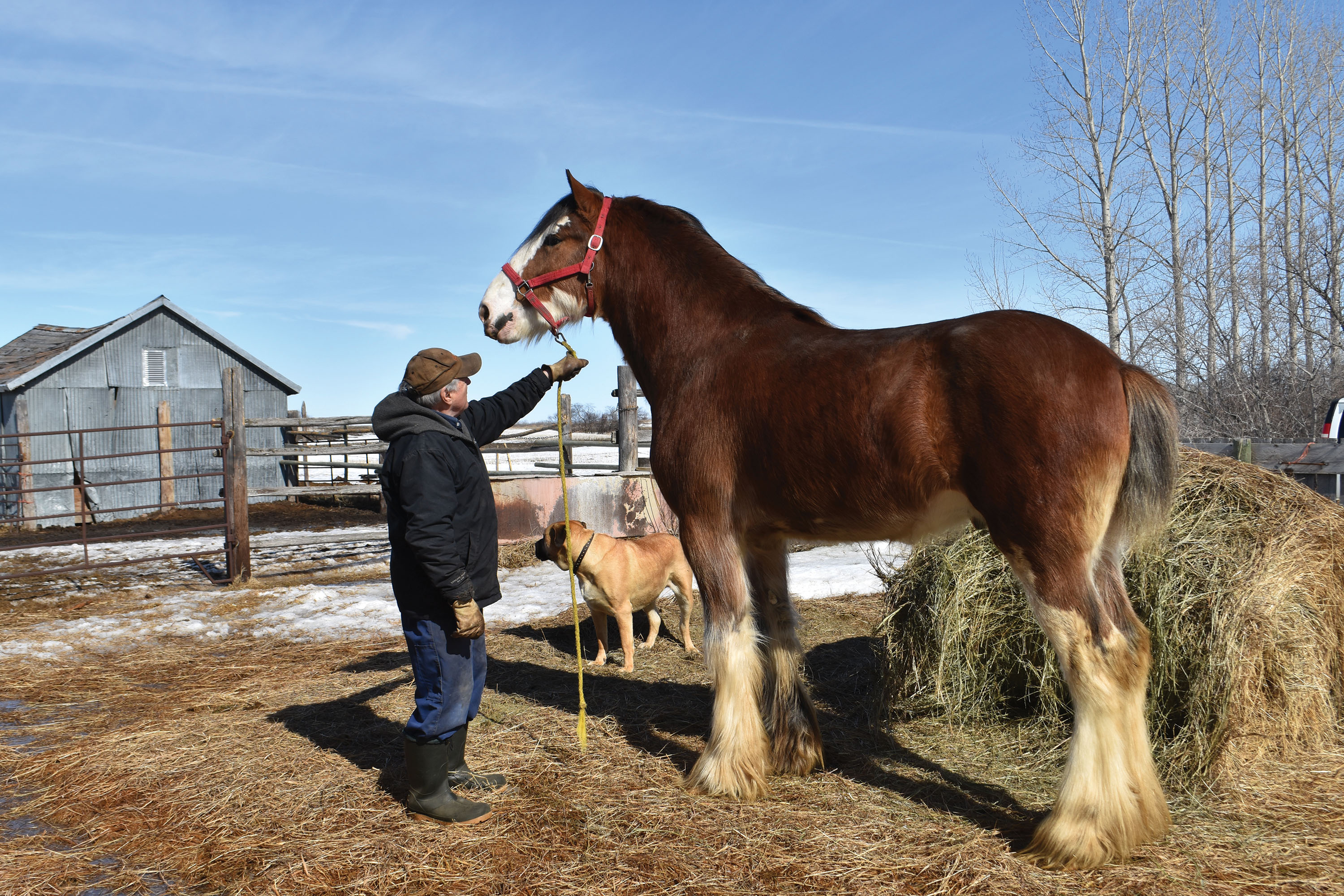Delvin Szumutku of Stockholm works with Dino, one of his young Clydesdale horses.<br />
