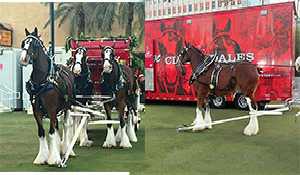 From small Saskatchewan farm to Budweiser�s lead horse